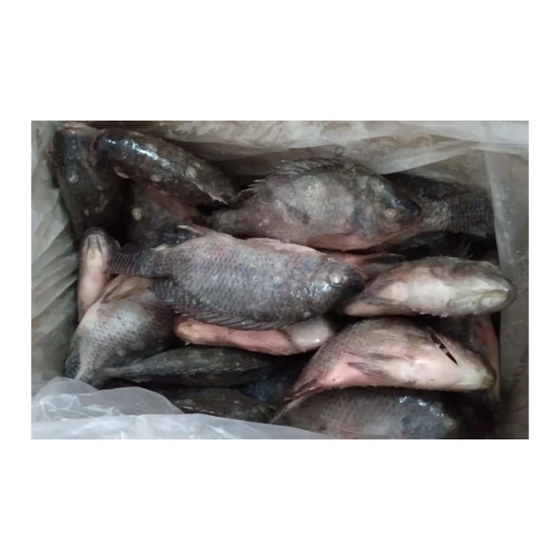 
Wholesale Whole Round Sea Farming Live Florida Tilapia Fish Frozen Tilapia 