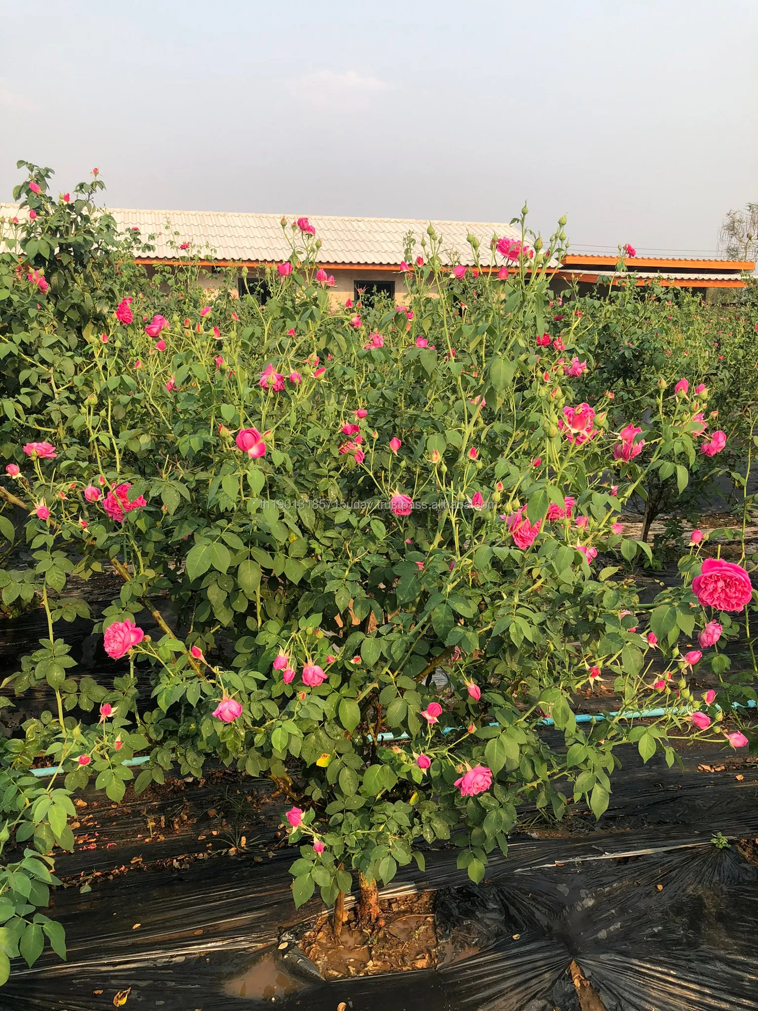 High Quality Premium Organic Rose Petal Tea From Thailand Beauty Health Care Product Dried Rose Flowers