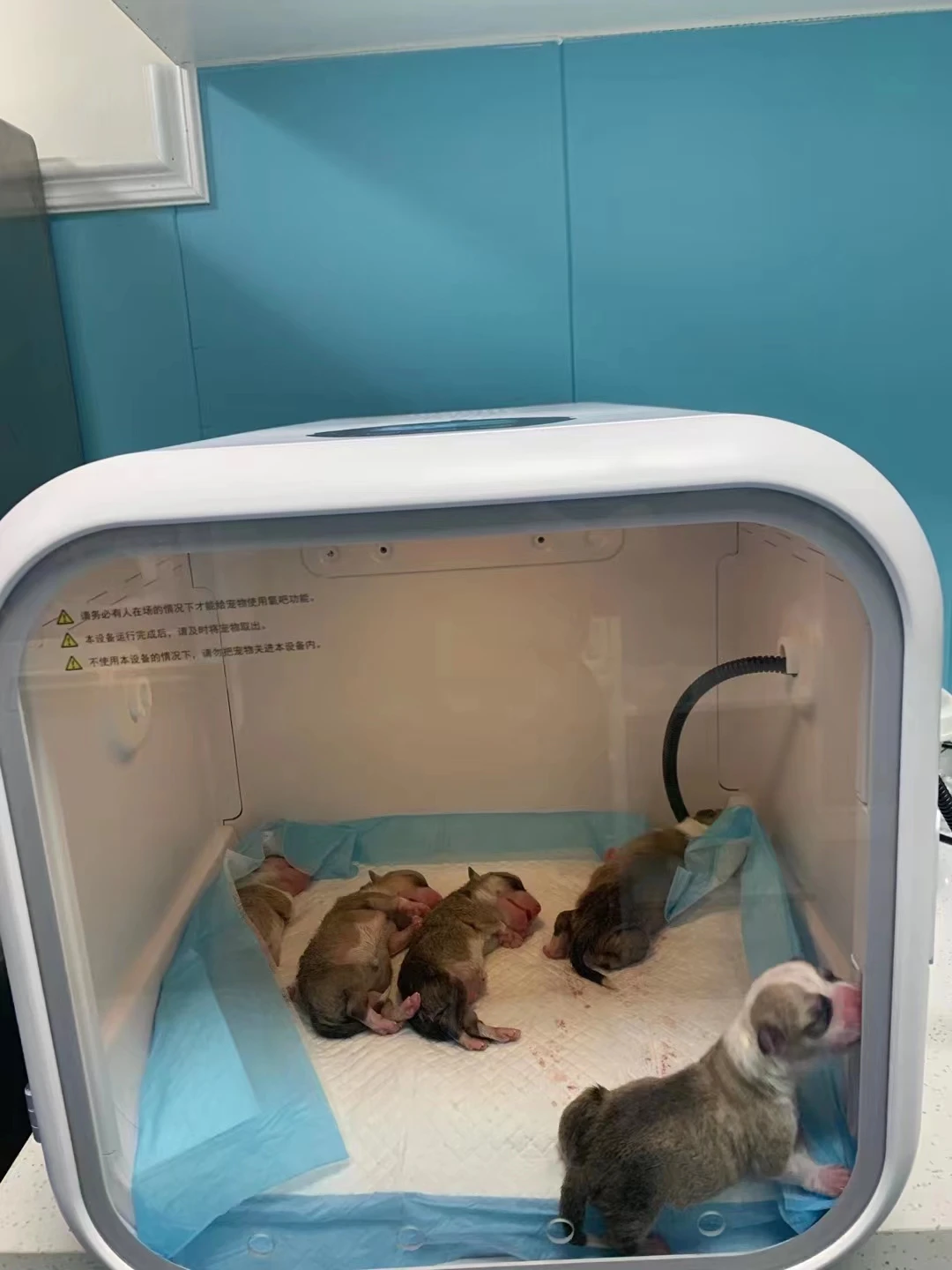 Pet Fully Automatic with Oxyge Cage Puppy Incubator for Newborn Puppies kitten incubator