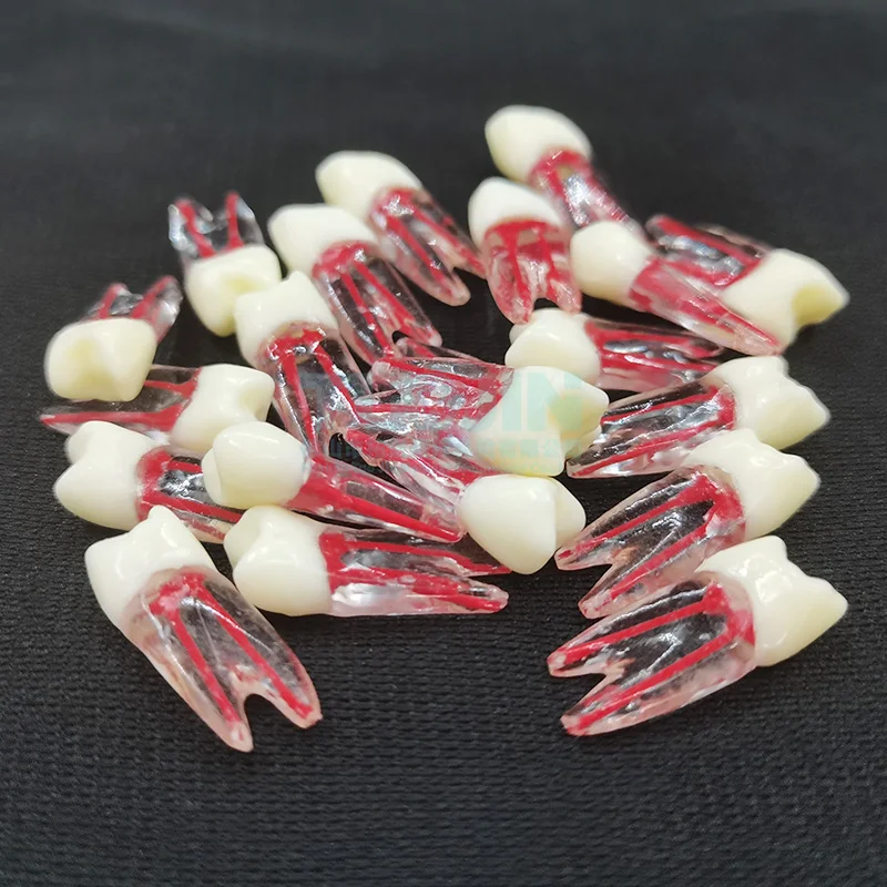 Dental Endo Tooth Root Models Rotary Files RCT Endodontics Practice Block Pulp Cavity Dentistry Training Resin Model