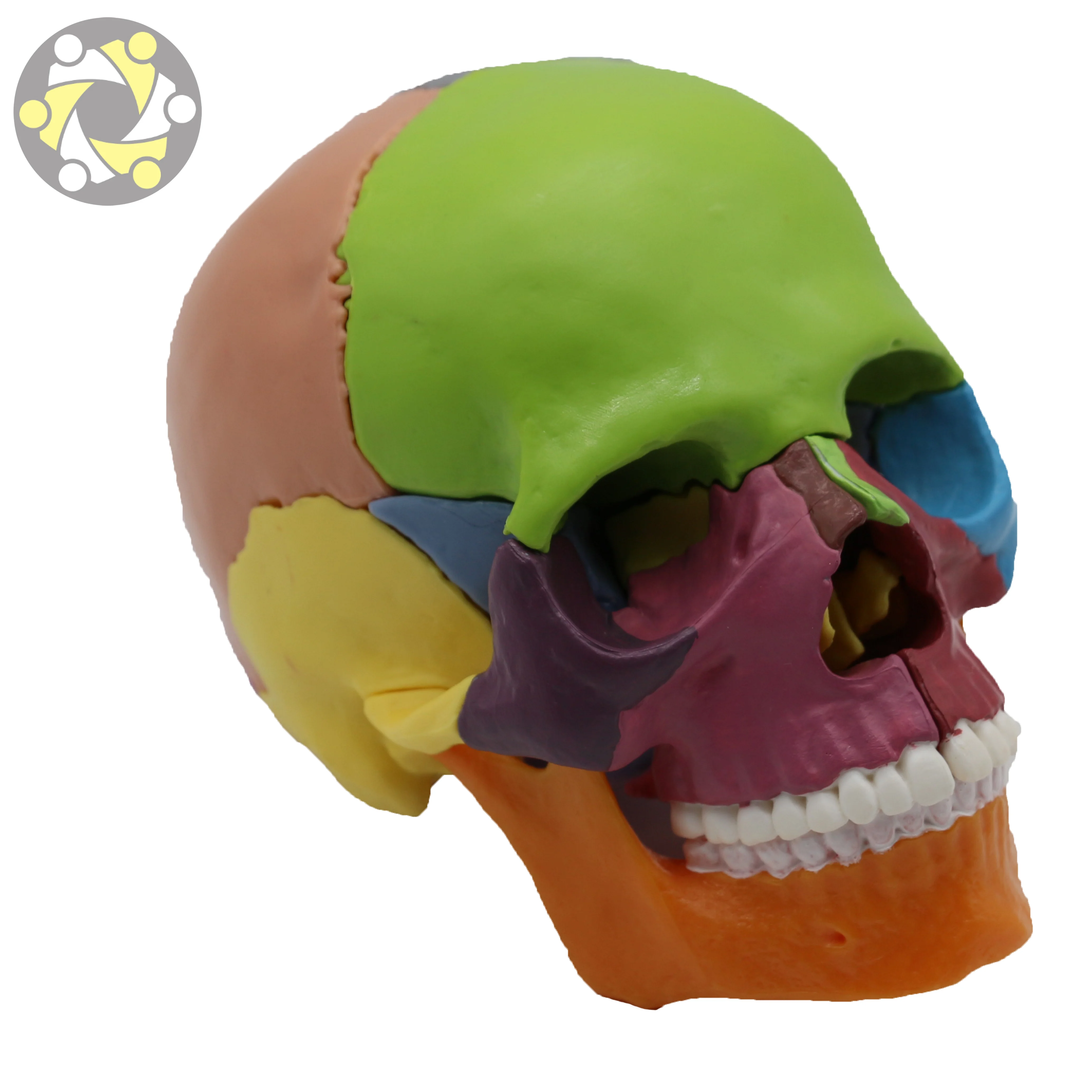 Medical Science Colored Anatomical Detachable 15 Parts Plastic Human Skull Model for Sale
