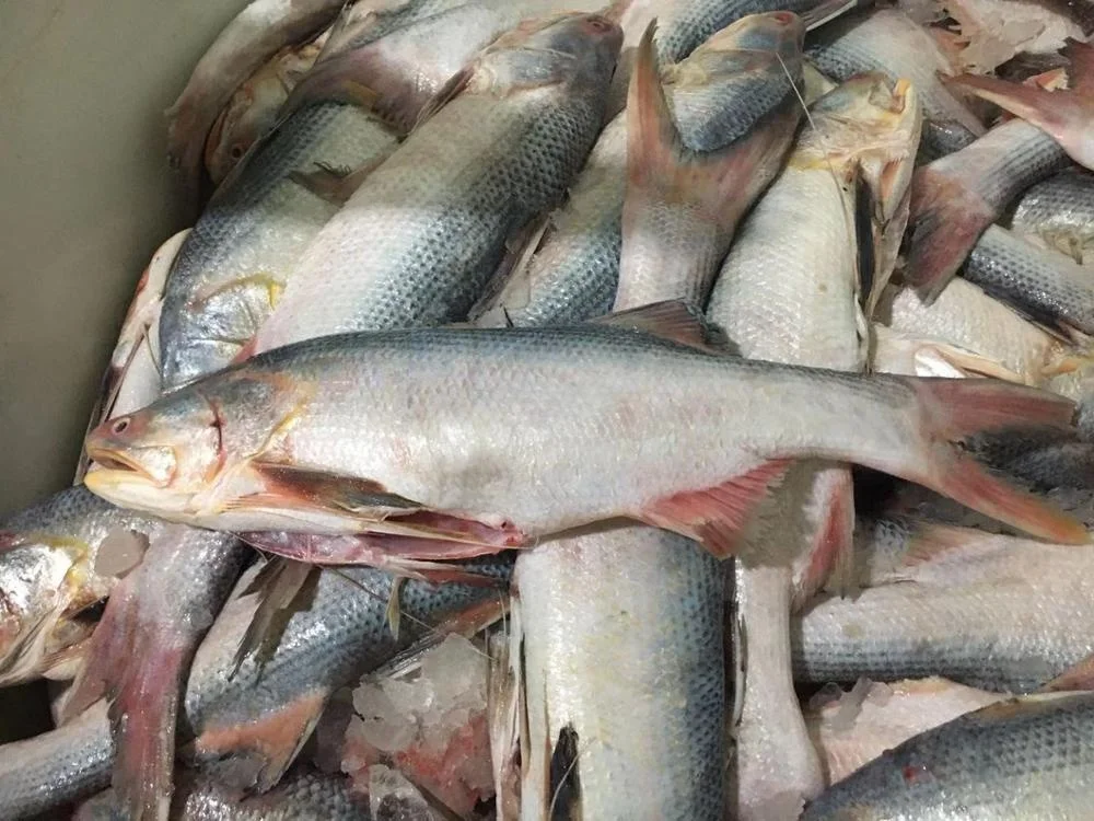 Frozen King Threadfin Fish Gutted Good Sale