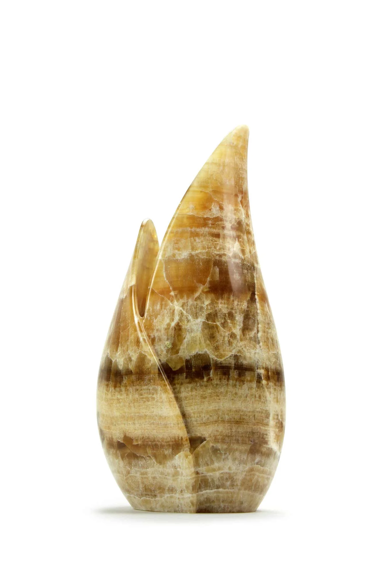 Tulipan.jpg