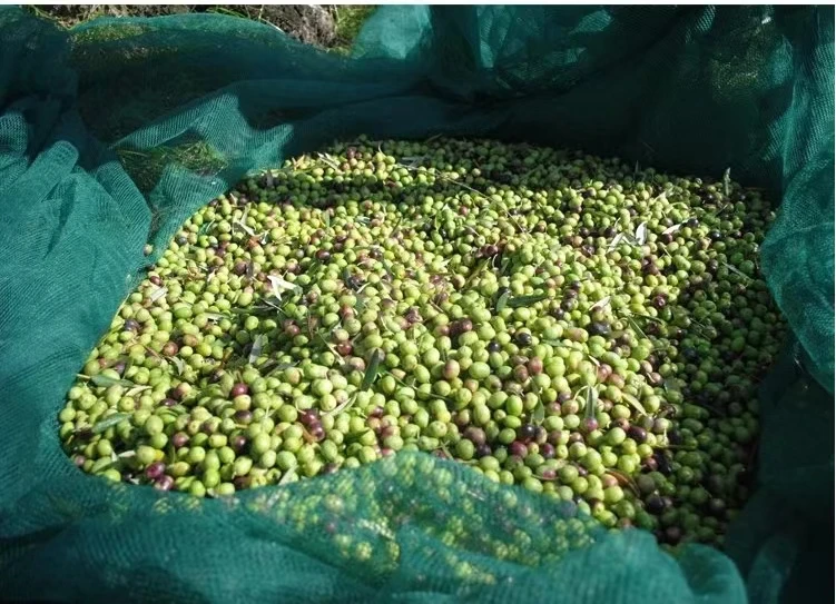 European Market  Olive Net 100% Virgin Hdpe Knitted Woven Olive Netting  for Olive Harvesting