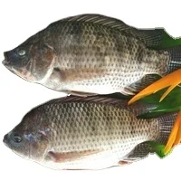 Attractive Tilapia Whole round Fish High Quality and Good Price
