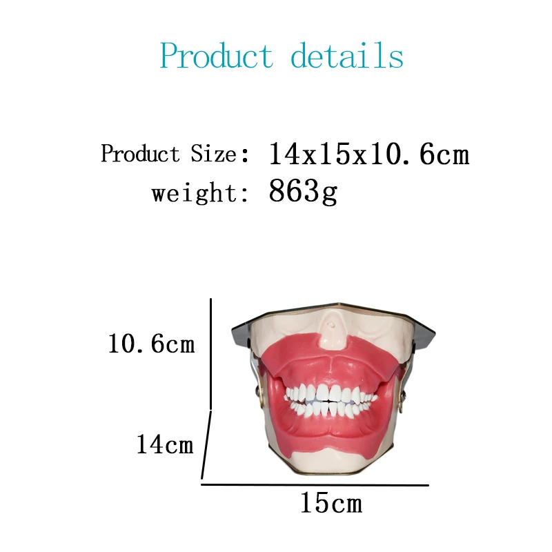 Oral Dental Anesthesia Injection Practice Tooth Extraction Model Tooth Model B