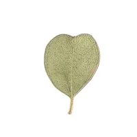 MNR2086 hear size dried eucalyptus leaves for DIY resin craft