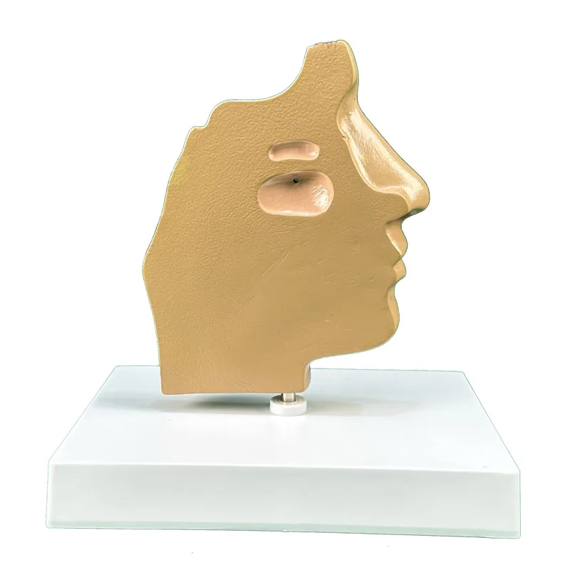Human anatomical model, nasal cavity anatomical model