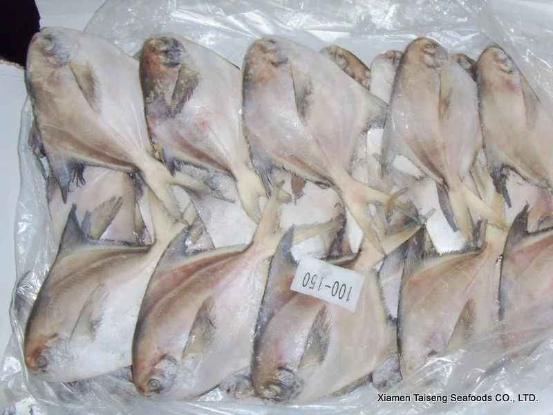 China Farming Fresh Silver Pomfret Fish IWP IQF Whole Round 400-600g Frozen White pomfret fish