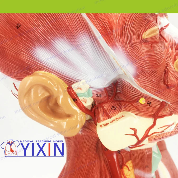 Human Head and Neck Musculature, Human head with neck