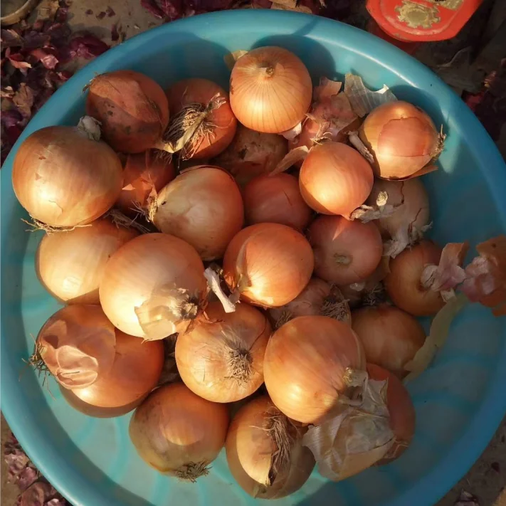 
CHINESE ONION HIGH QUALITY ONION HOT SALE ONION 