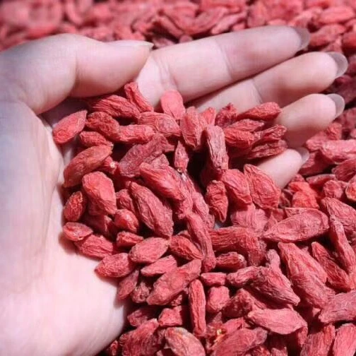 Chinese dried medlar fruit iqf goji berry best price medlar tea dried wolfberry