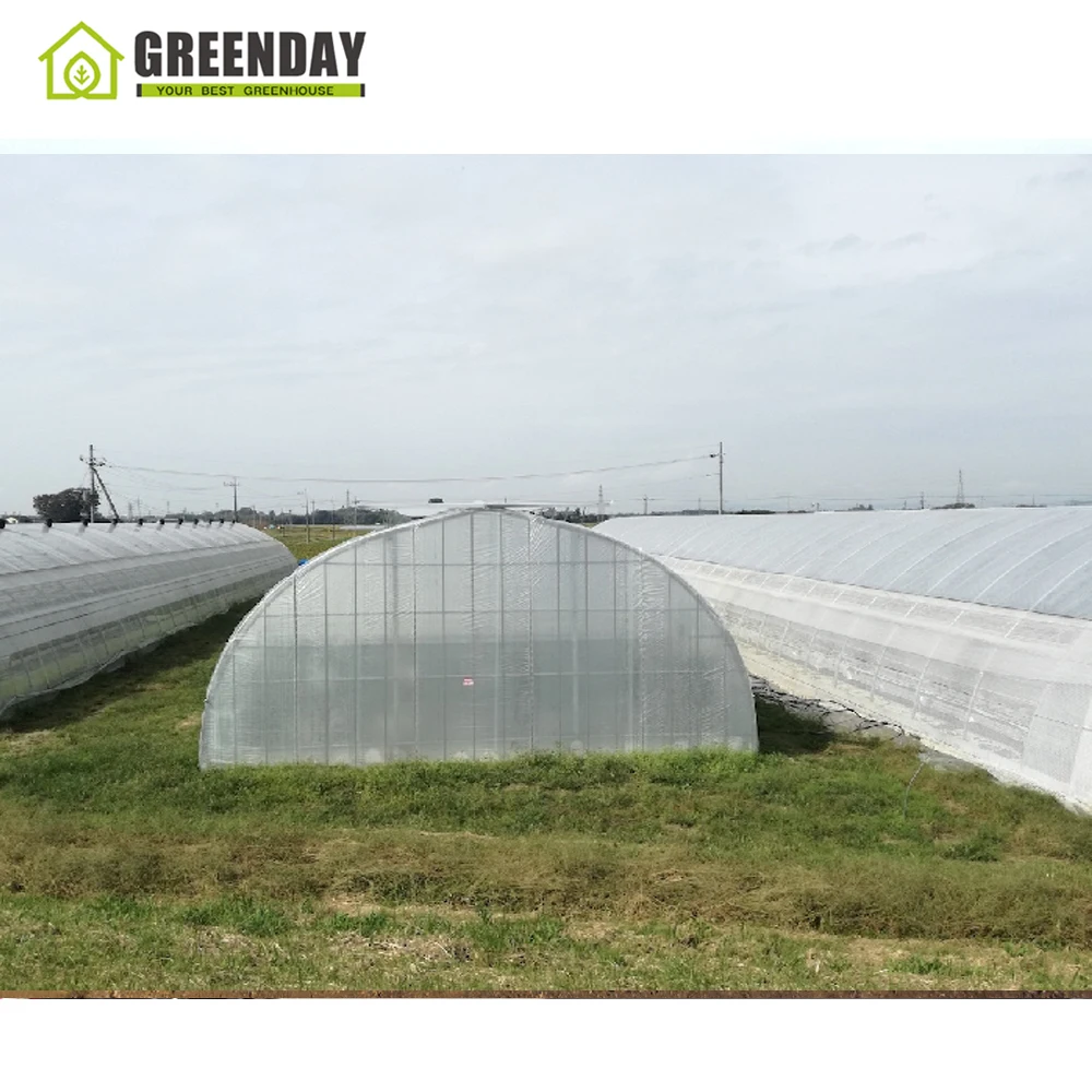
GREENDAY Industrial polytunnel what is greenhouse for tomato 