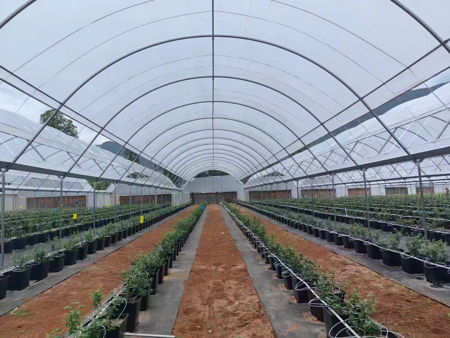 Commercial Poly Tunnel Berry Green House Agricultural Blueberry Strawberry Farming Tunnel Greenhouse for sale
