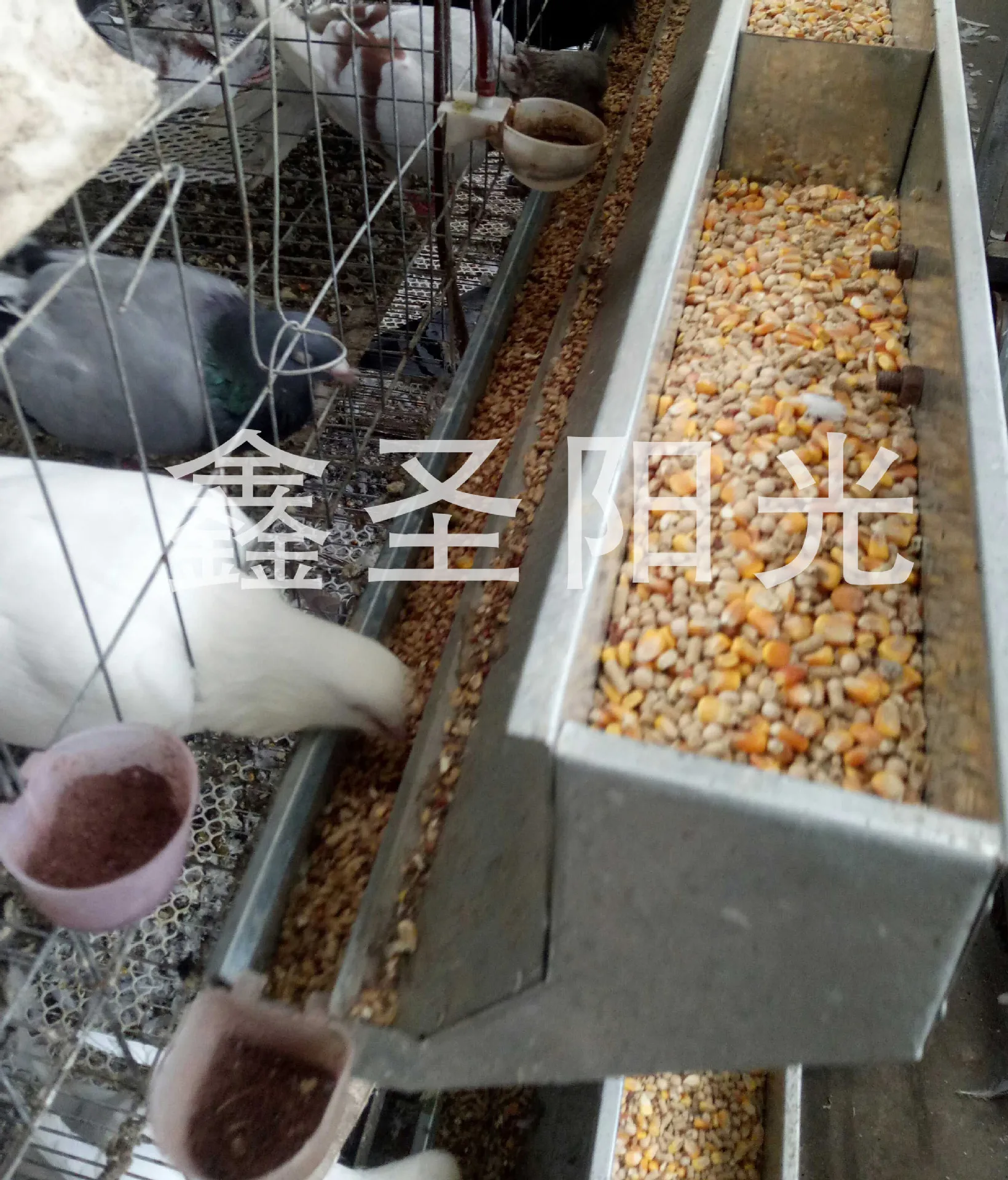 Машина для кормления голубей, машина для кормления кур