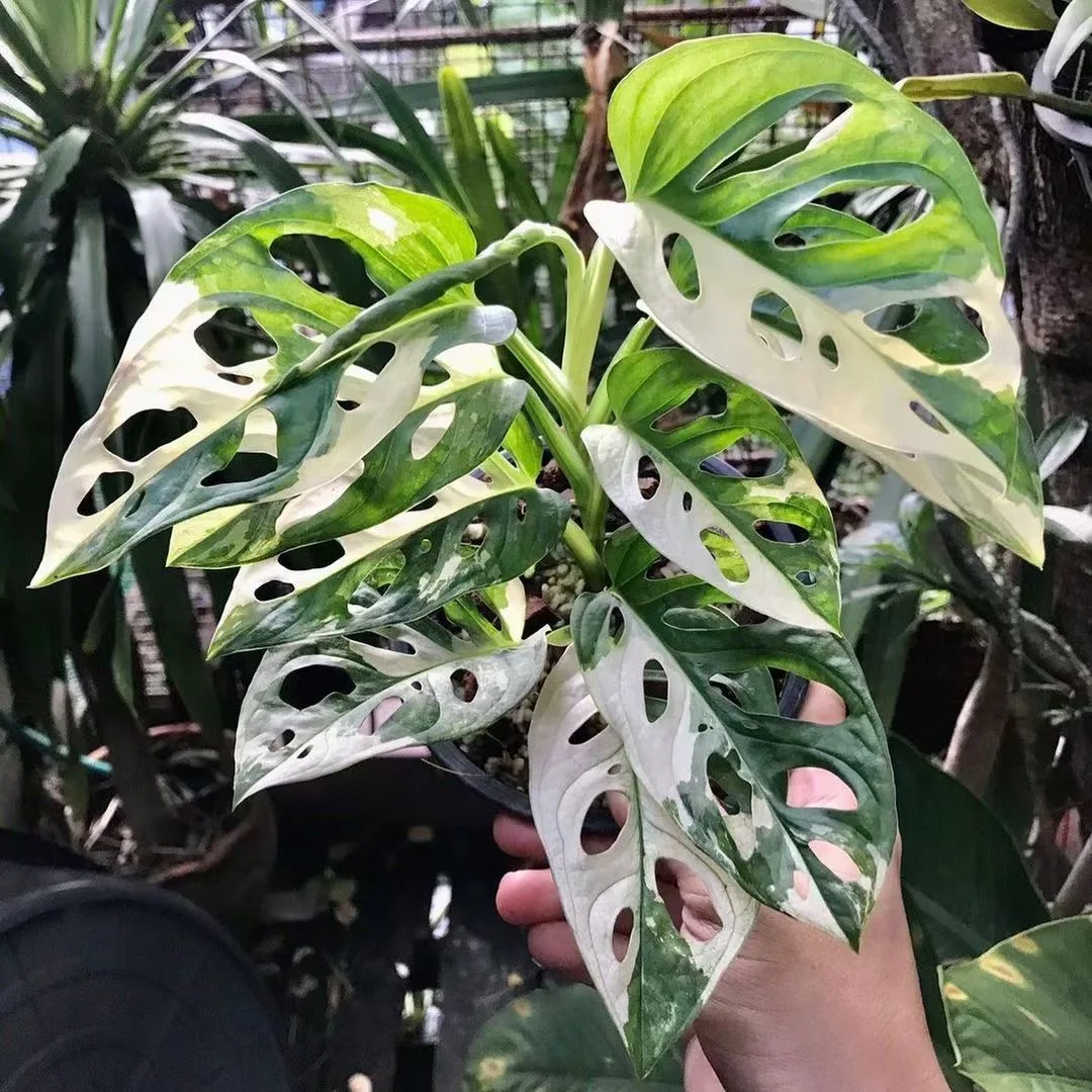 
Монстера адансона 