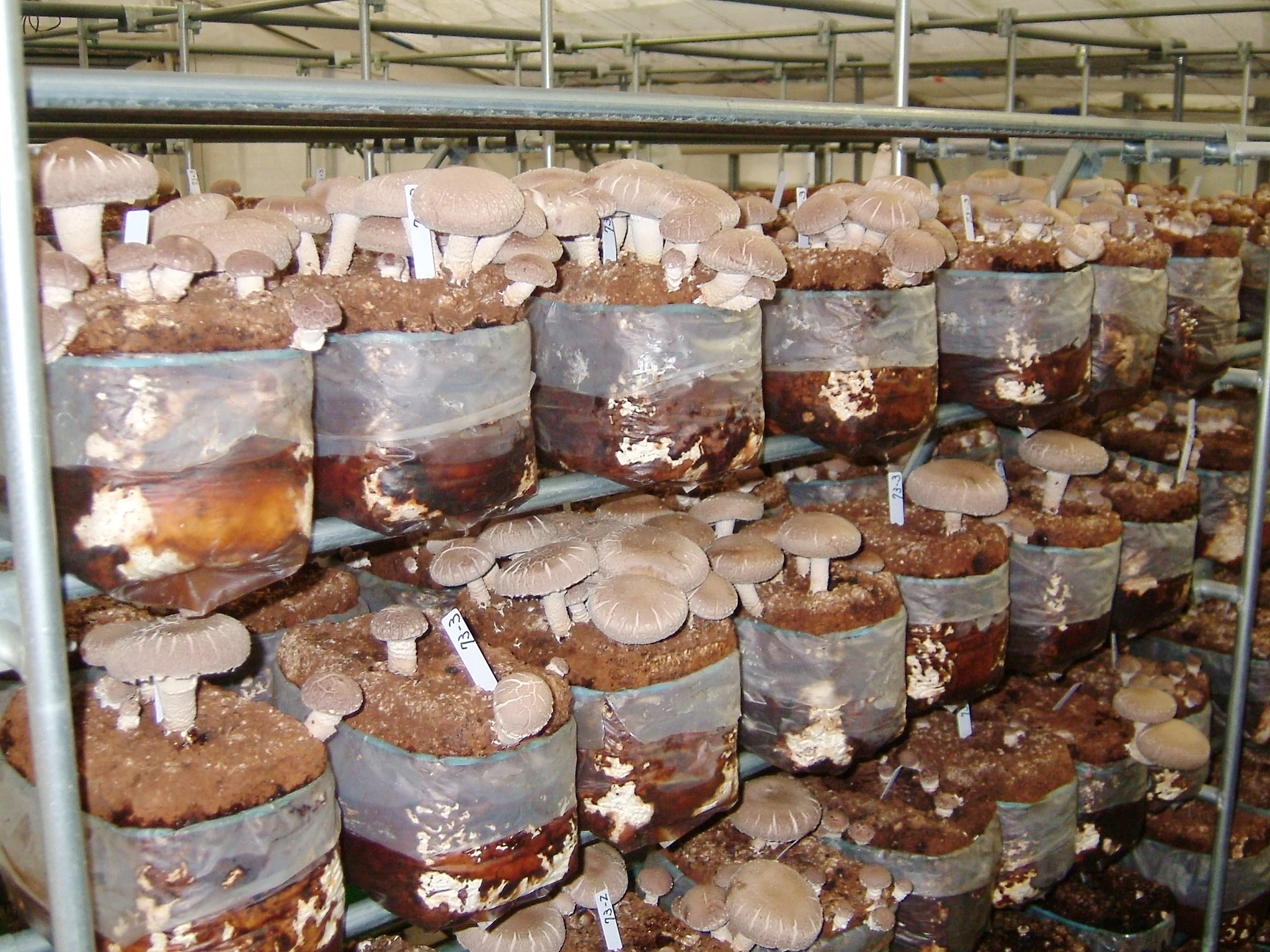 Special techniques mycelium  satrise  mushroom cultivation growing