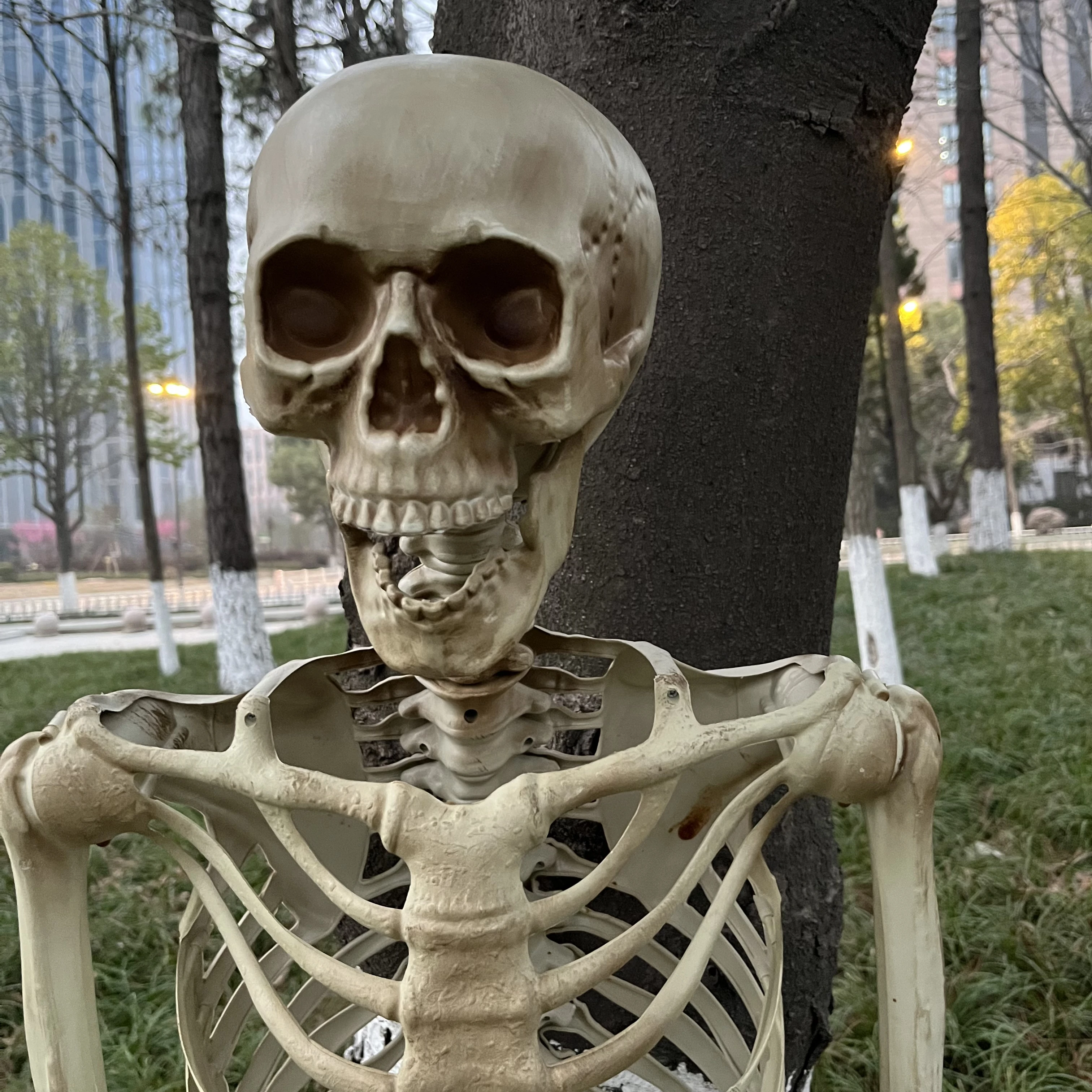 165cm Realistic Plastic Skeleton Halloween-decor Halloween Props Halloween Skeleton