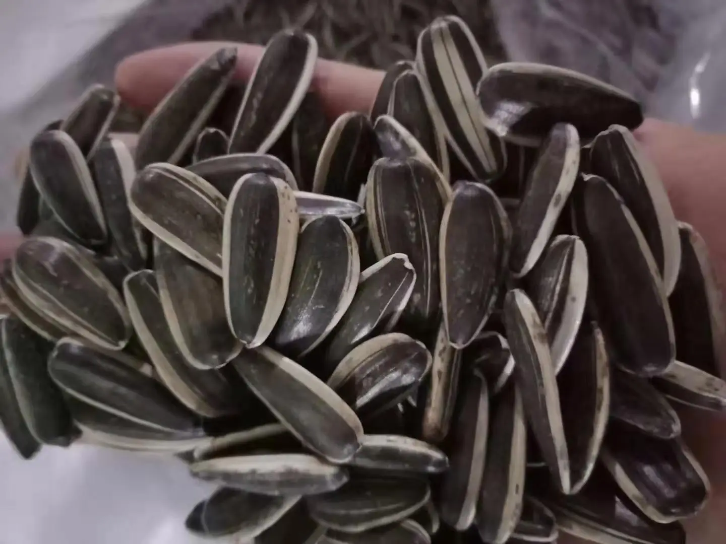 Chinese agricultural sunflower seeds market price 363 2021new crop