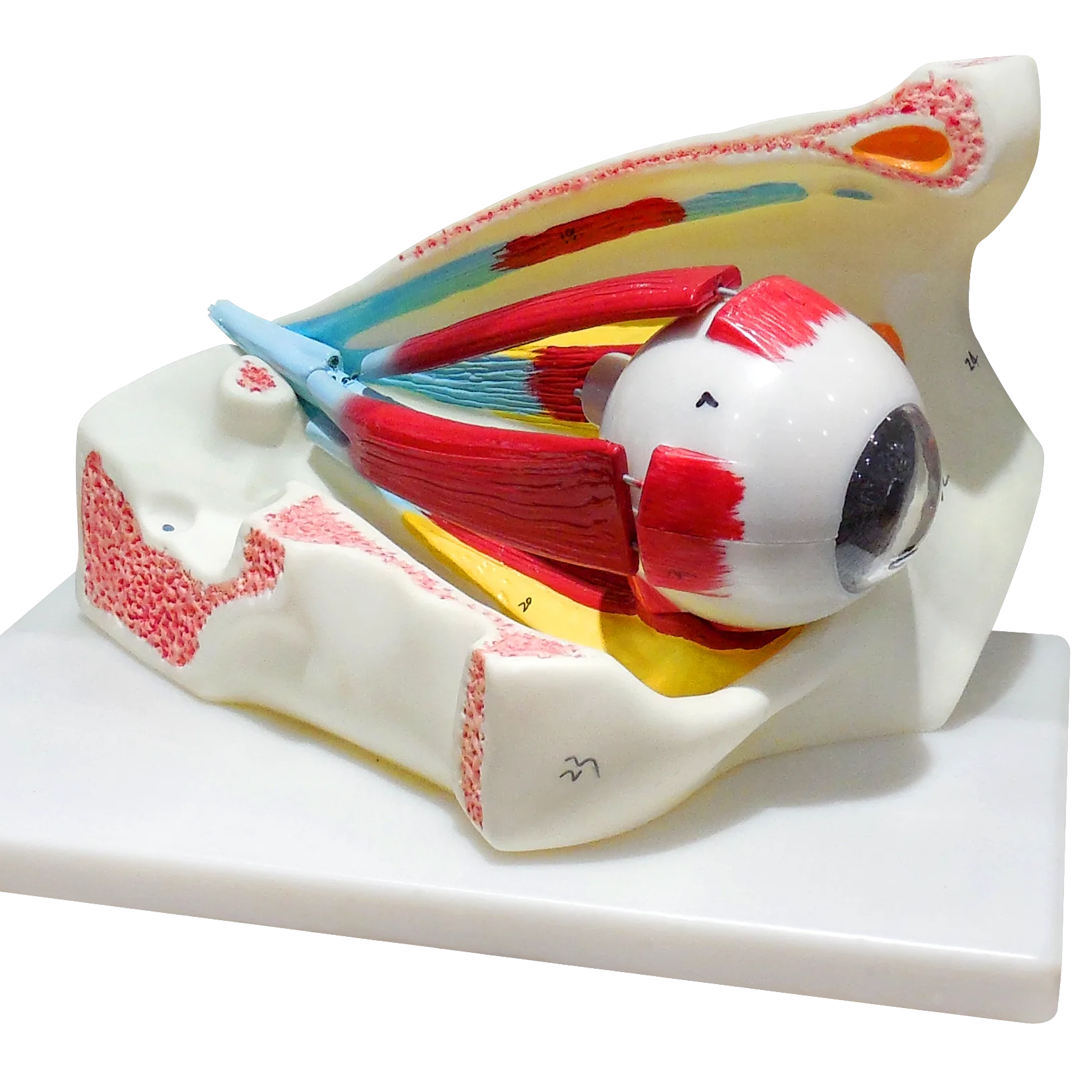Human Eyeball Anatomical Model Anatomically Eye Model Human Eye Anatomy for Science Display Teaching Models