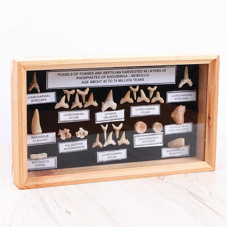 Yase Natural Marine Animal Shark Teeth Frame Office Studio Natural Stone Collection Box Ornaments
