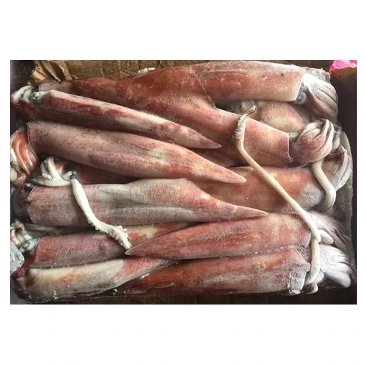 Wholesale Hot Sale High Quality Cheap Price Frozen Giant Squid For Sale