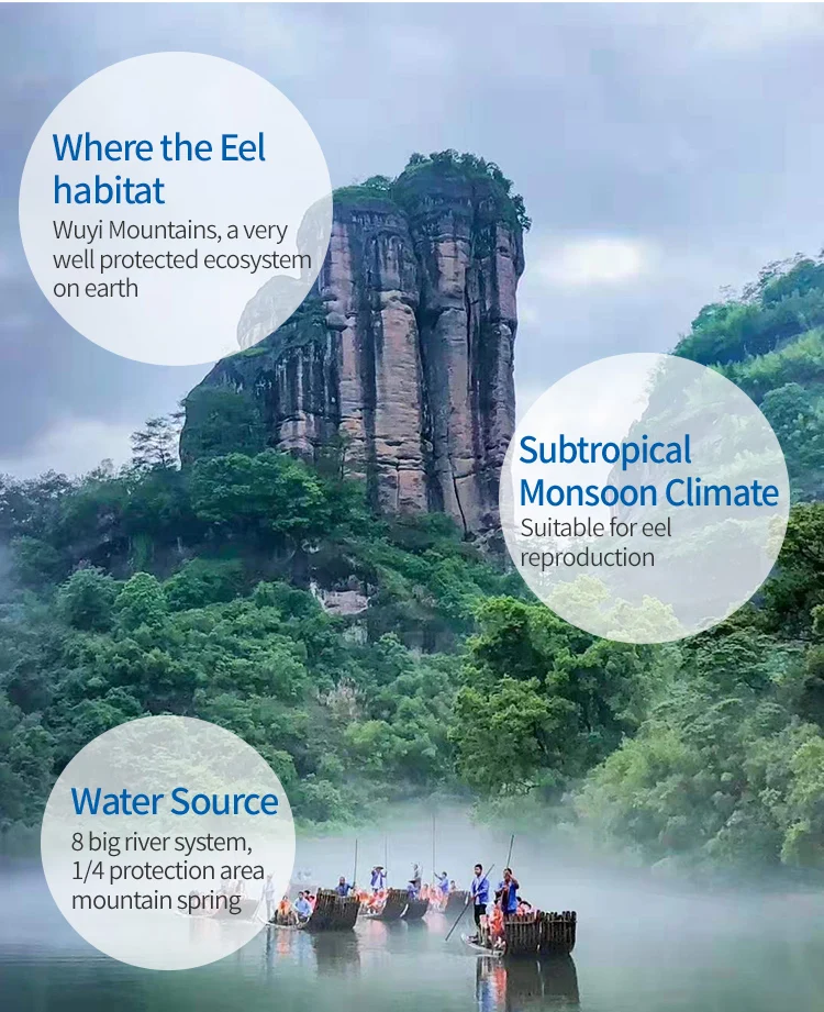 
8 OZ unagi kabayaki roasted eel conger eel 