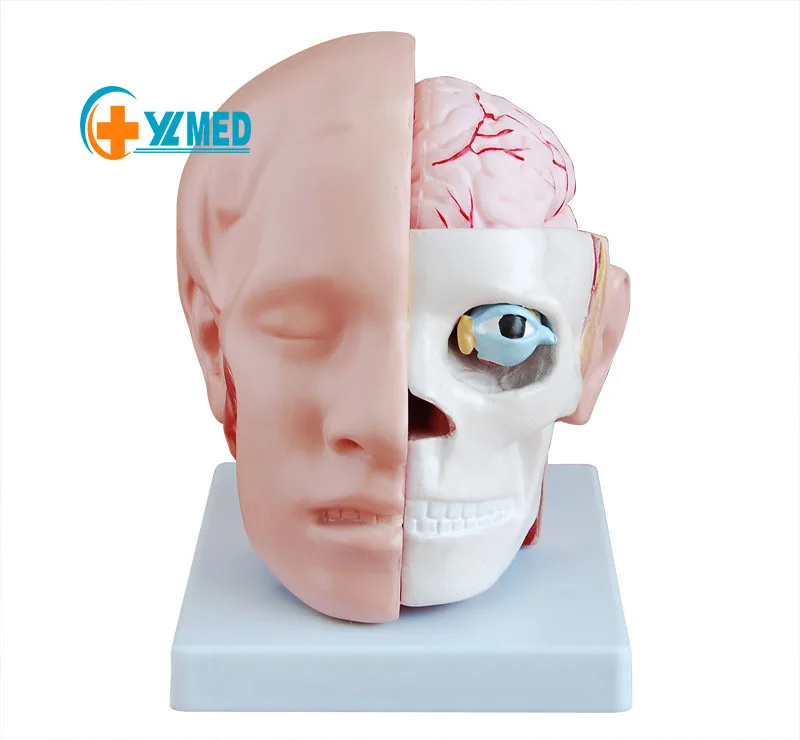 Human anatomy head with cerebral artery model human brain anatomy teaching model for medical science