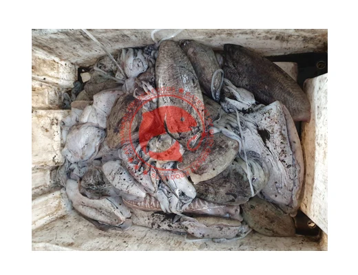 CUTTLE FISH READY FOR SHIPMENT / FROZEN CUTTLEFISH