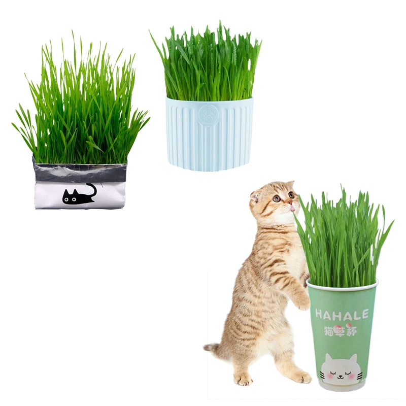 Cat Grass Seeds Grass Bag Cup Hot Sale High Quality Treats Bag Enriching Wheat Seed Pet Clean Teeth