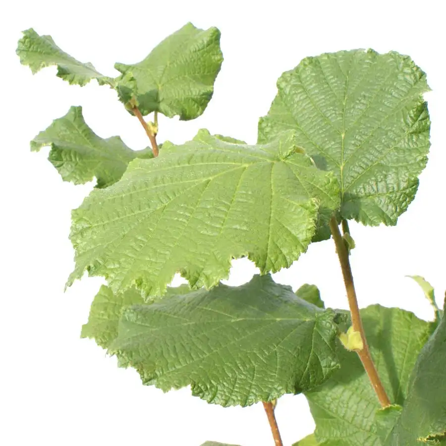 Лидер продаж, эксклюзивное украшение для дома и сада, Крестный отец, персонализированный подарок, саженцы фруктового дерева