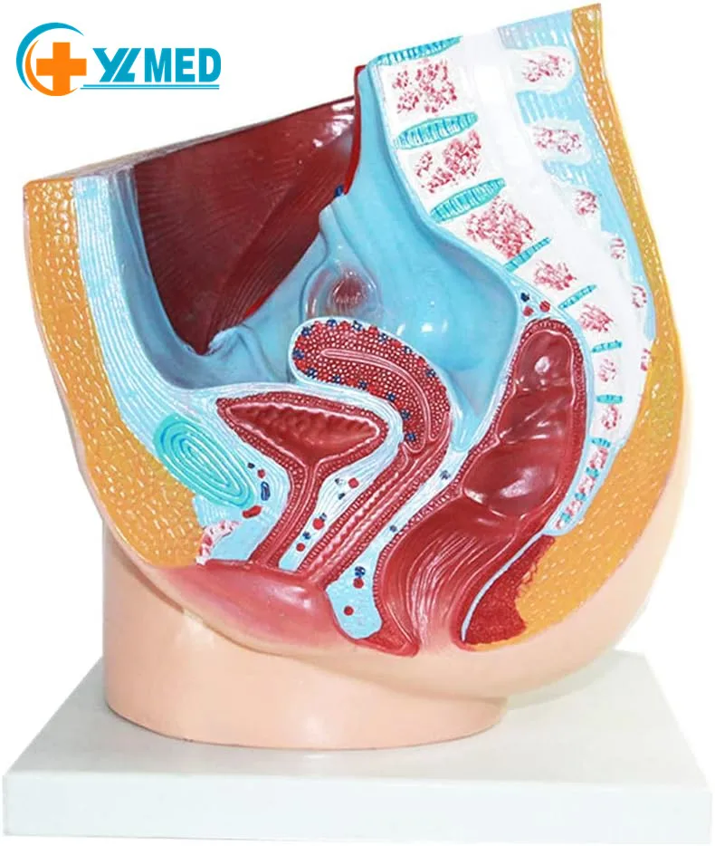 Модель сагиттального среза тазовой полости человека и женщины анатомическая модель женских органов матки в натуральную величину медицинское