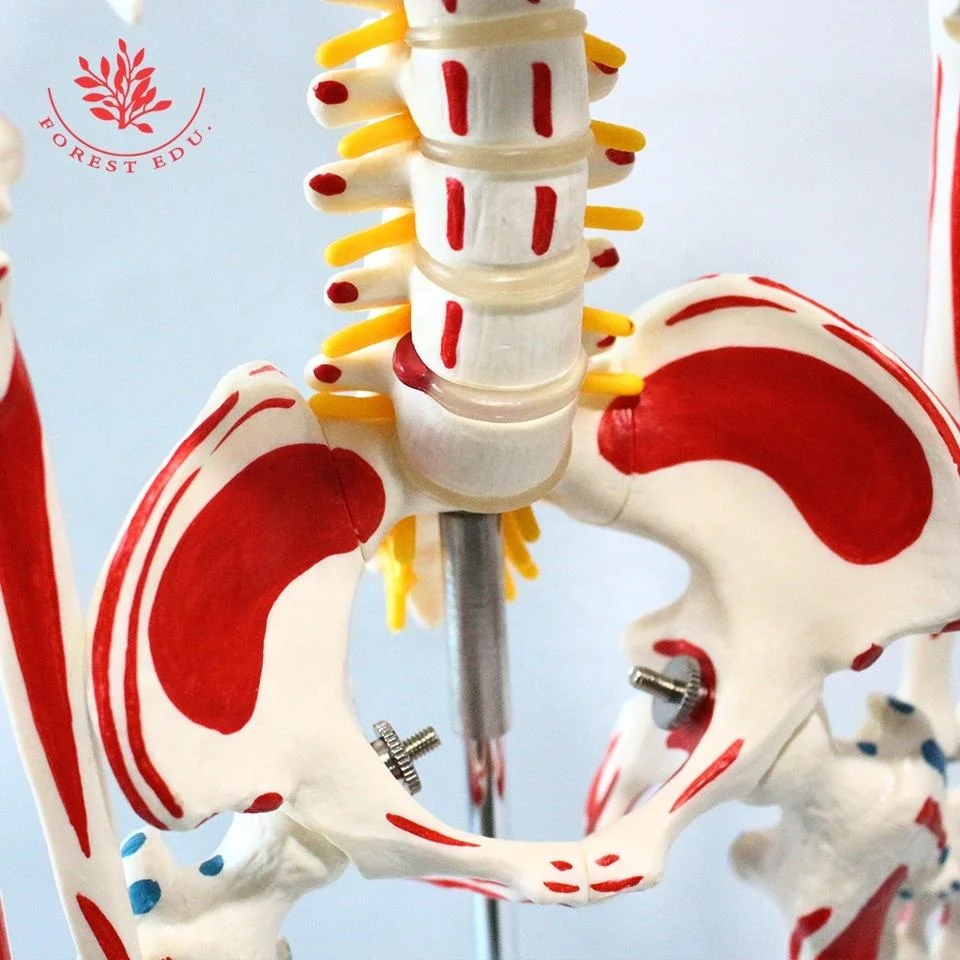 Модель скелета 85 см