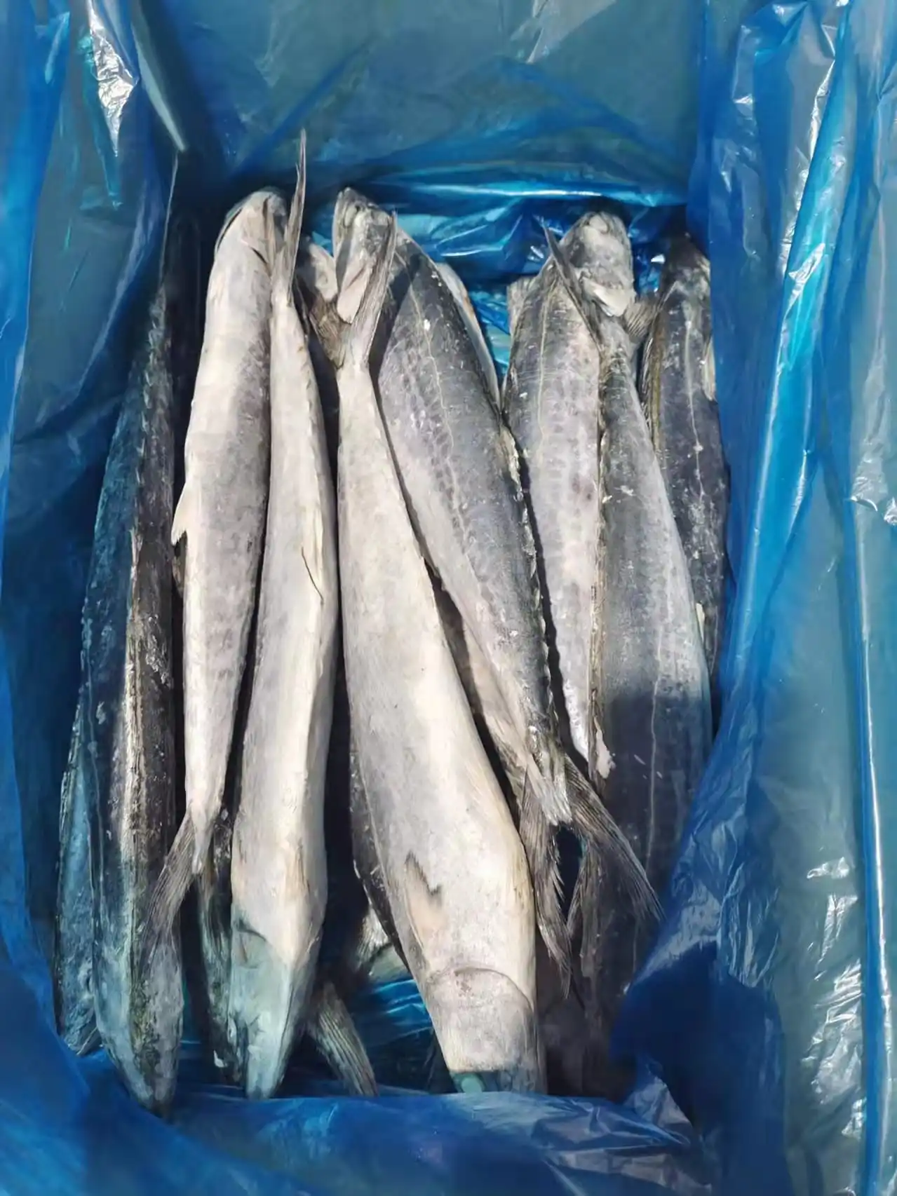 Hot Sale and High Quality Frozen Spanish Mackerel
