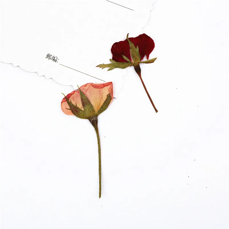 I623 Pressed Roses with Branches True Flower Material Package Dried Press Flowers Bookmark