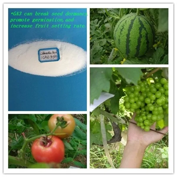 
High quality cytokinin Plant Growth Regulator GA3 90%TC 