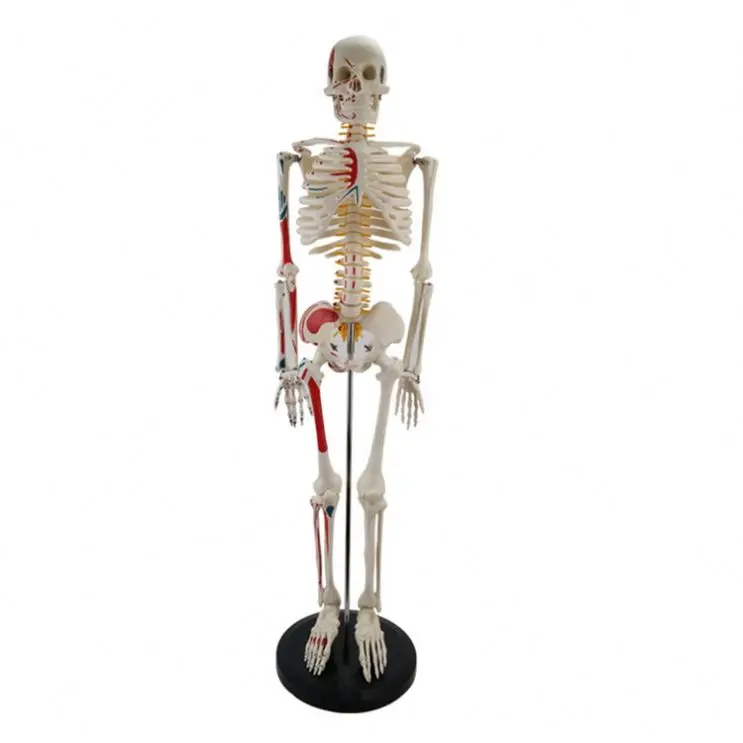
85CM Skeleton with Muscle start and stop point 