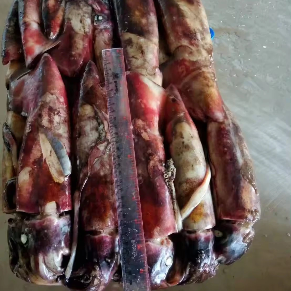 Attractive Price Calamari W/r Indian Squid Seafood black SQUID WHOLE ROUND CHINA SEAFOOD IMPORTER seafrozen squid
