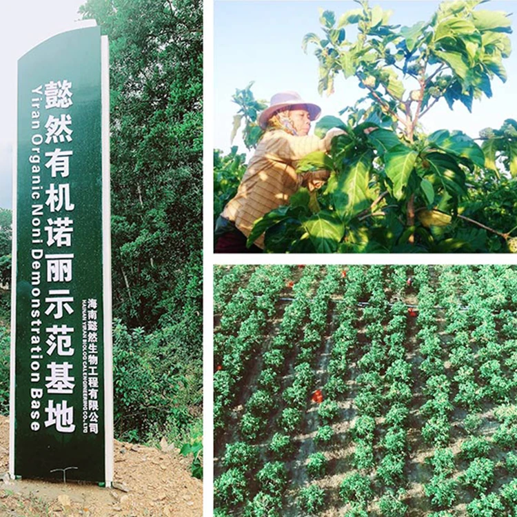 Good Manufacturer Noni Fruit Powder Morinda Citrifolia Extract with Competitive Price