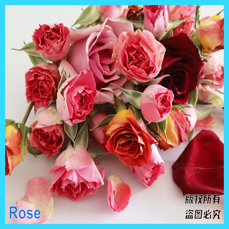 1Kg 2Kg Fruit Vegetable Dessert Dairy Small Mini Food Vacuum Freeze Dryer