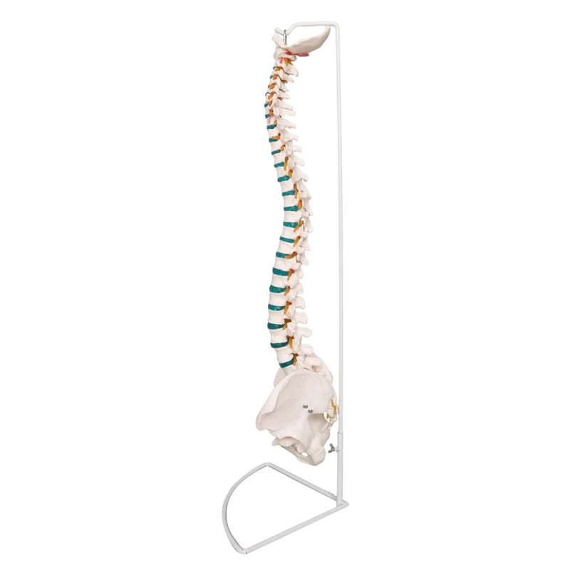 Production of PVC spine model vertebral column model/Medical science life size human spine anatomical model/medical spine model