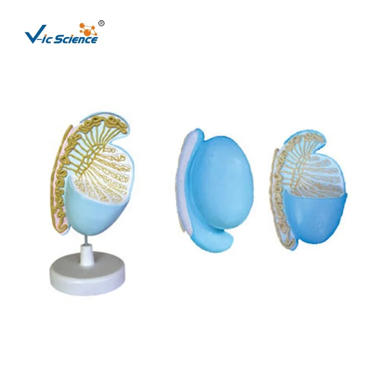 
Testis enlarge model human medical science anatomy model 