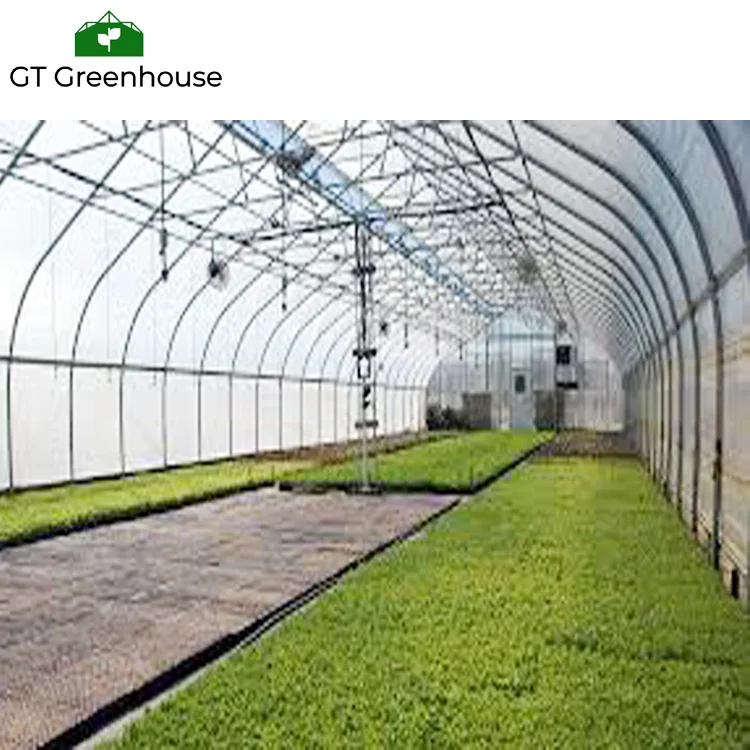 GT Agricultural Single-sapn Greenhouse Hydroponics NFT Growing Soilless Culture System For Tomato Strawberry Cucumber