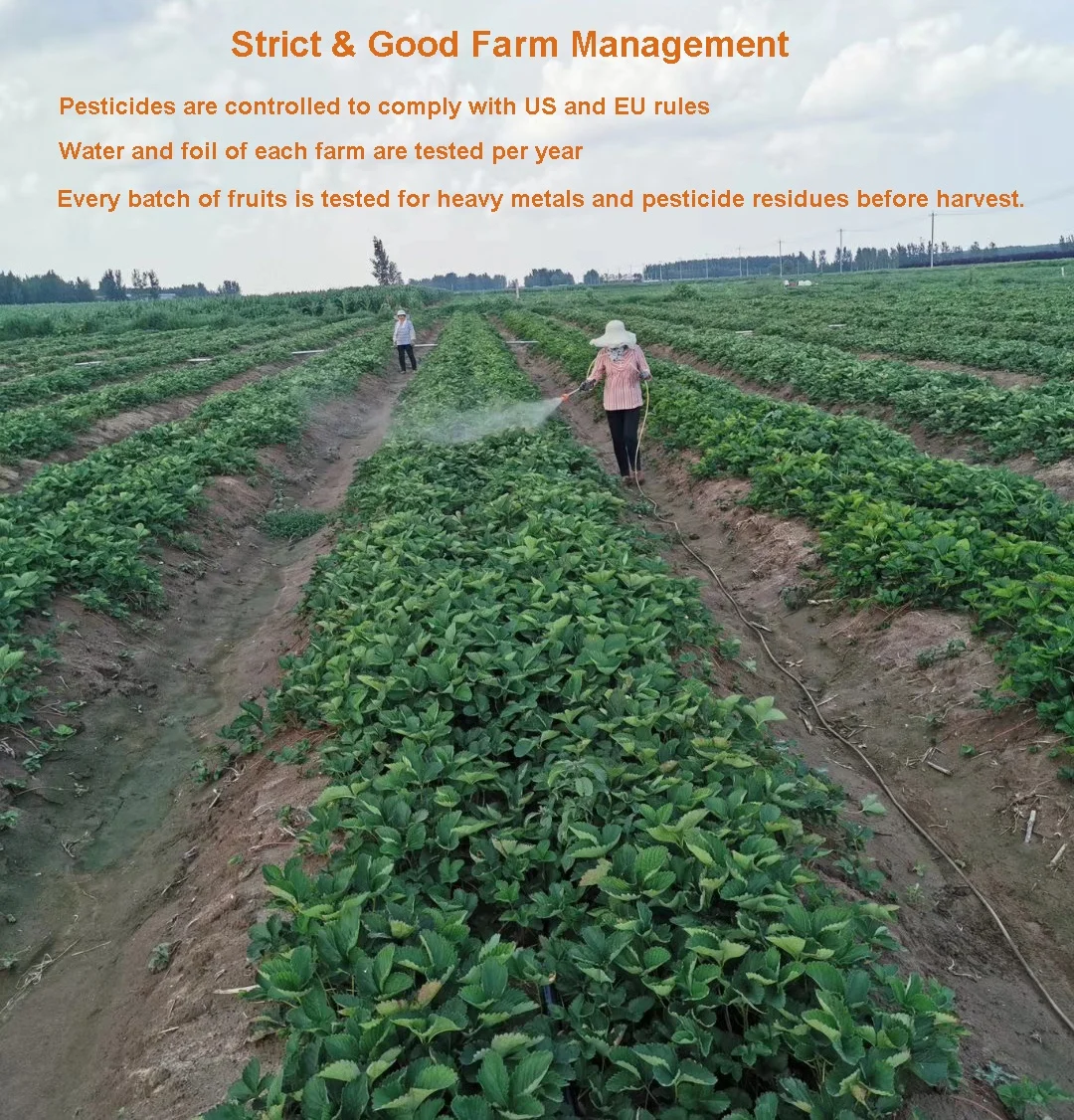 Wholesale Crispy Fruit Snack Bulk Packaging Kosher Certified Freeze Dried Sliced Strawberry for Oatmeal