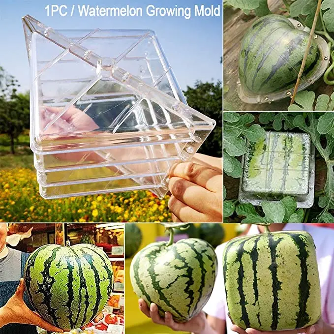 Transparent Watermelon Growing Mold Fruit Shaping Mould Vegetable Growing Mould Growth Forming Mold