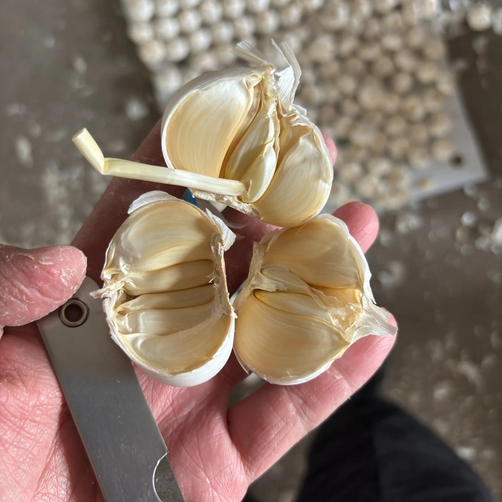 Wholesale Suppliers Price Frozen Garlic 2024 Crop For Sell Top Quality Dehydrated Garlic Frozen Garlic Clove