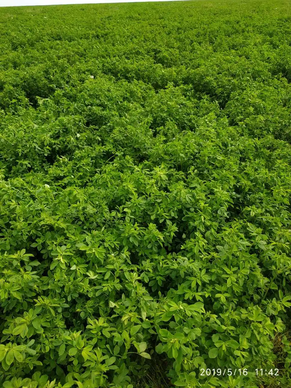 Grass pellets alfalfa grass factory dried high quality ruminants foder feed