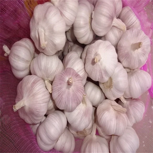 Hot Sales Chinese Fresh Garlic China in Newest Crop Export