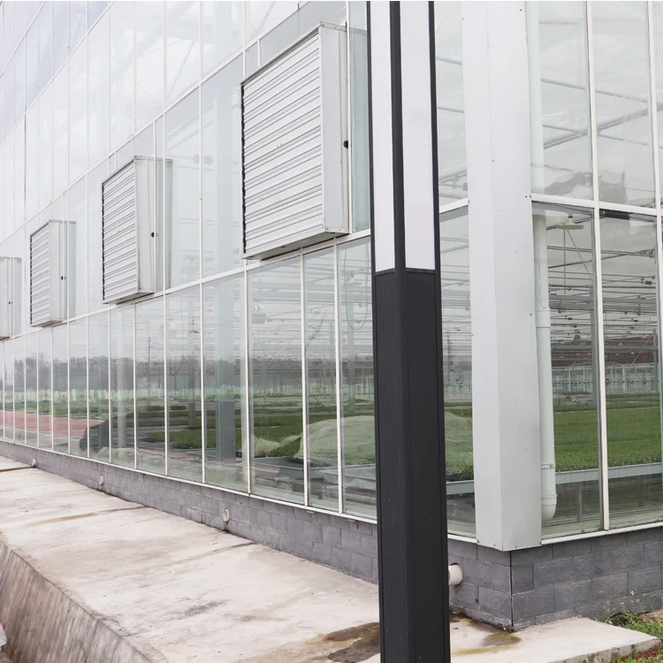 MYXL Large Venlo Multi-span Agricultural Glass Greenhouse