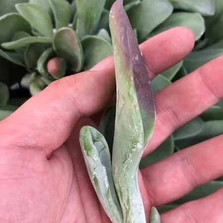 Оптовая продажа, суккулентные растения, каланхоэ тирсифолия, «огненная лиса»